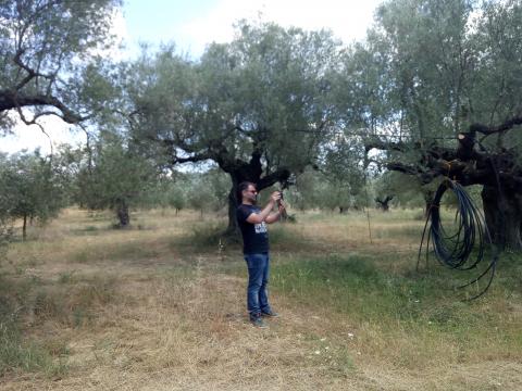 olive trees orchard, Skoura Lakonia