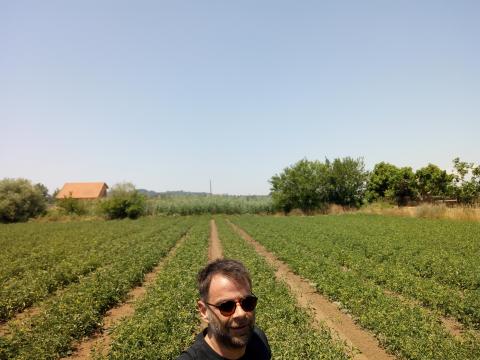 Potatoes cultivation at Katakolo Helia Peloponnese