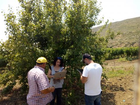 Recording filed's history at the vineyard at Thourio Central Greece
