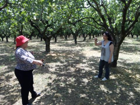 pistachio orchard, Lamia, Dr Maria Doula