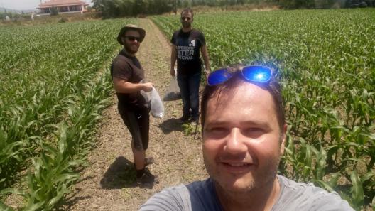 Corn field at Agios Ioannis, Pyrgos Helia