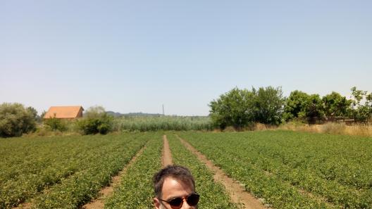 Potatoes cultivation at Katakolo Helia Peloponnese