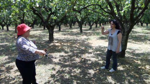 pistachio orchard, Lamia, Dr Maria Doula